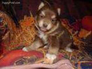 Mutt Puppy for sale in Tecumseh, MI, USA