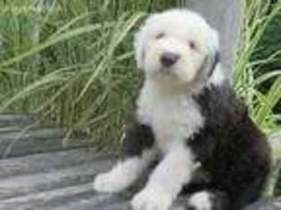 Old English Sheepdog Puppy for sale in Halifax, PA, USA