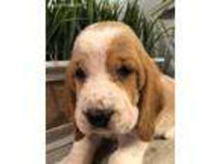 Basset Hound Puppy for sale in Jasper, GA, USA