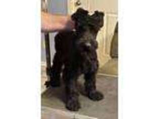Schnoodle (Standard) Puppy for sale in Dewy Rose, GA, USA
