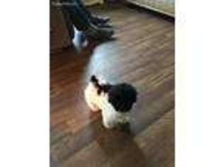 Havanese Puppy for sale in Albion, PA, USA