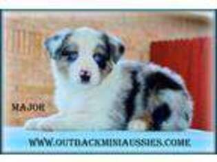 Australian Shepherd Puppy for sale in Midland, TX, USA