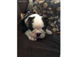 Bulldog Puppy for sale in Moody, MO, USA