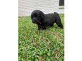 Labradoodle Puppy for sale in Tyler, TX, USA