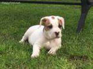 American Bulldog Puppy for sale in Goose Creek, SC, USA