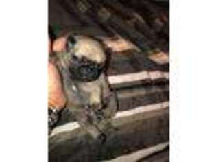 Pug Puppy for sale in Woodburn, OR, USA