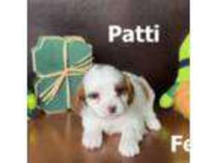 Mutt Puppy for sale in Blackfoot, ID, USA