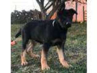 German Shepherd Dog Puppy for sale in Moundsville, WV, USA