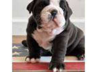 Olde English Bulldogge Puppy for sale in Lorain, OH, USA