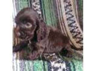 Cocker Spaniel Puppy for sale in Exeter, MO, USA