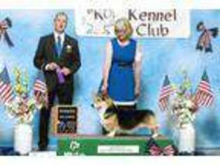 Pembroke Welsh Corgi Puppy for sale in Saint Ignace, MI, USA