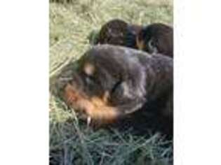 Rottweiler Puppy for sale in Maricopa, AZ, USA