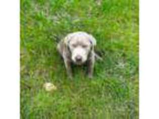 Labrador Retriever Puppy for sale in Cleveland, GA, USA