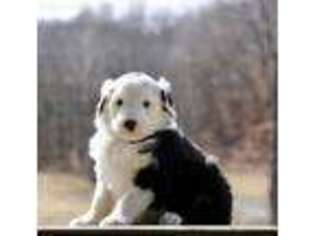 Mutt Puppy for sale in Chillicothe, MO, USA