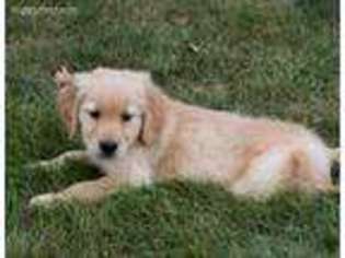 Golden Retriever Puppy for sale in Orrville, OH, USA