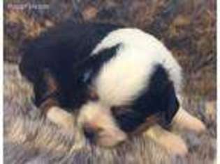 Miniature Australian Shepherd Puppy for sale in Lake Benton, MN, USA