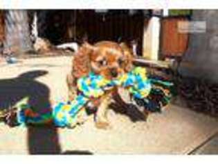 Cavalier King Charles Spaniel Puppy for sale in San Diego, CA, USA