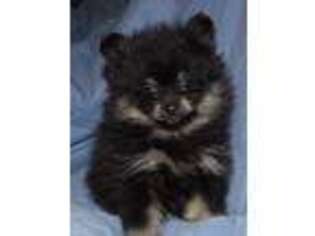 Pomeranian Puppy for sale in Pottstown, PA, USA