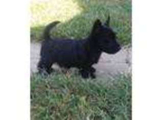 Scottish Terrier Puppy for sale in Mansfield, AR, USA