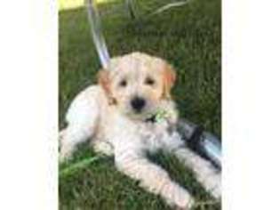 Goldendoodle Puppy for sale in Sterling Heights, MI, USA