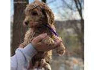 Goldendoodle Puppy for sale in Zanesville, OH, USA