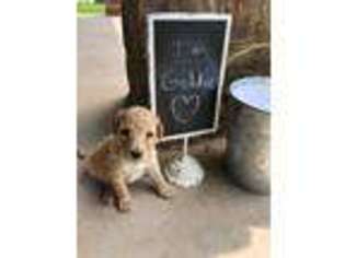 Labradoodle Puppy for sale in Flower Mound, TX, USA