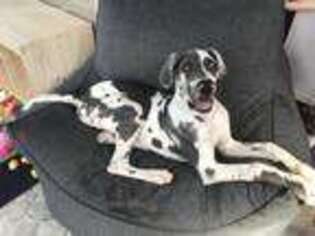 Great Dane Puppy for sale in Charleston, SC, USA