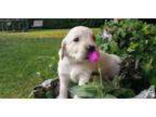 Golden Retriever Puppy for sale in PORTLAND, OR, USA