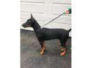 Doberman Pinscher Puppy for sale in Amsterdam, NY, USA