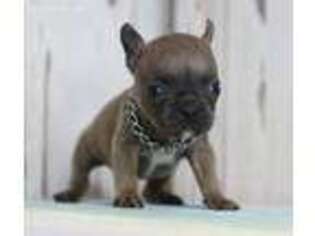 French Bulldog Puppy for sale in Willow Springs, MO, USA