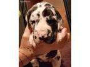 Great Dane Puppy for sale in Henderson, TX, USA