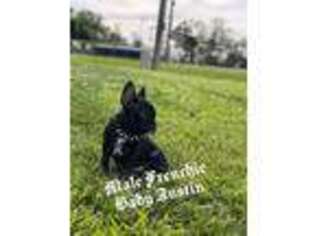 French Bulldog Puppy for sale in Ferriday, LA, USA