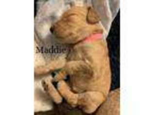 Labradoodle Puppy for sale in Cedartown, GA, USA