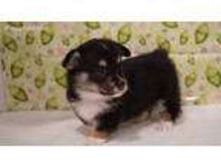 Pembroke Welsh Corgi Puppy for sale in Johnstown, CO, USA