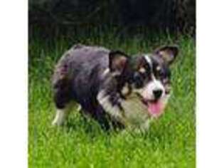 Pembroke Welsh Corgi Puppy for sale in Billings, MT, USA