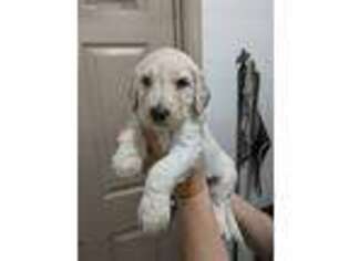 Goldendoodle Puppy for sale in Duson, LA, USA
