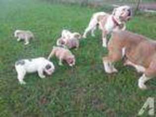 Olde English Bulldogge Puppy for sale in WALLER, TX, USA