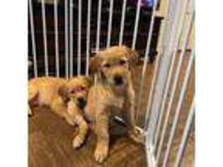 Golden Retriever Puppy for sale in Altamonte Springs, FL, USA