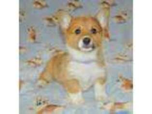 Pembroke Welsh Corgi Puppy for sale in Loudonville, OH, USA