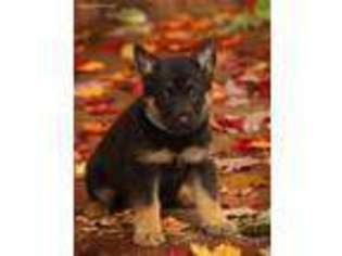 German Shepherd Dog Puppy for sale in Mifflintown, PA, USA
