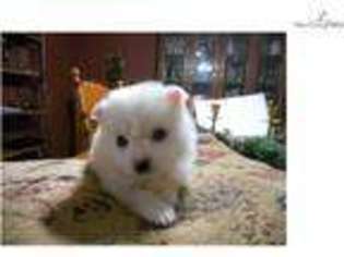 American Eskimo Dog Puppy for sale in Des Moines, IA, USA