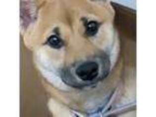 Shiba Inu Puppy for sale in Henderson, NV, USA