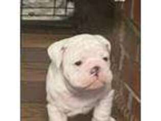 Bulldog Puppy for sale in Coshocton, OH, USA