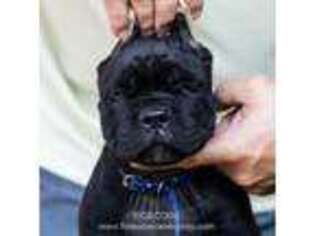 Cane Corso Puppy for sale in Marengo, IL, USA