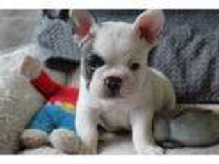 French Bulldog Puppy for sale in Dresden, OH, USA