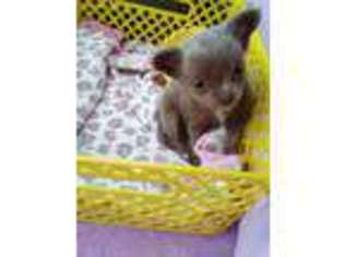 Chihuahua Puppy for sale in Clinton, NC, USA