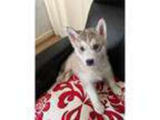 Siberian Husky Puppy for sale in Barnsley, South Yorkshire (England), United Kingdom