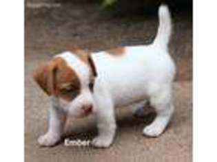 Jack Russell Terrier Puppy for sale in Seymour, TX, USA