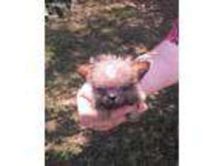 Brussels Griffon Puppy for sale in Paris, AR, USA