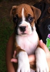 Boxer Puppy for sale in Gray, GA, USA